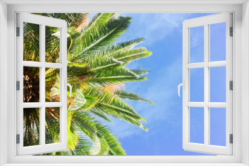 Fototapeta Naklejka Na Ścianę Okno 3D - tropical palm tree fresh leaves border on blue sky background