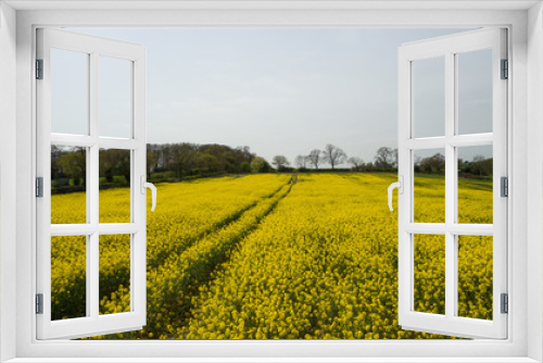 Fototapeta Naklejka Na Ścianę Okno 3D - Rapeseed  field yellow flowers to produce oil at springtime