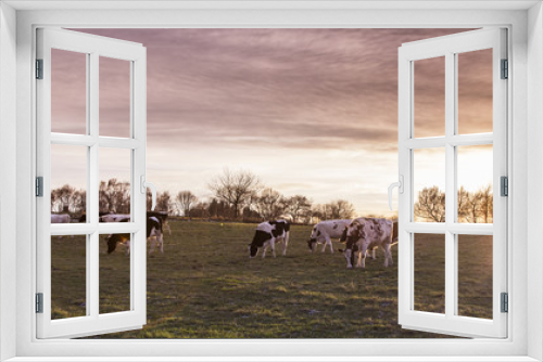 Fototapeta Naklejka Na Ścianę Okno 3D - Cows Pasture Farmland at sunset Germany  Landscape Nature