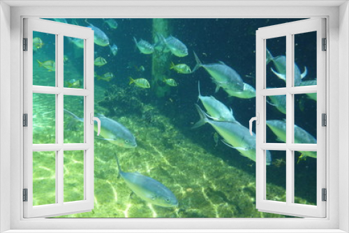 Fototapeta Naklejka Na Ścianę Okno 3D - School of fish