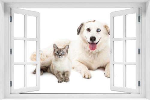 Fototapeta Naklejka Na Ścianę Okno 3D - Happy Siamese Cat and Shepherd Dog Together
