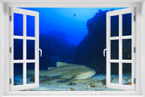 Fototapeta Naklejka Na Ścianę Okno 3D - Zebra Shark (Leopard Shark) and scuba diver