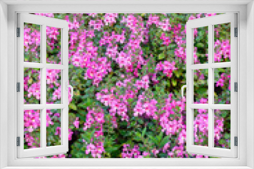 Fototapeta Naklejka Na Ścianę Okno 3D - beautiful cosmos flowers in the garden