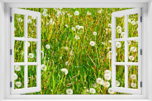 Fototapeta Naklejka Na Ścianę Okno 3D - Fluffy dandelions