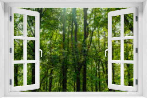 Fototapeta Naklejka Na Ścianę Okno 3D - belgrad forest