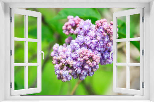 Fototapeta Naklejka Na Ścianę Okno 3D - Blooming varietal selection double lilac (Syrínga). The Sort Of 