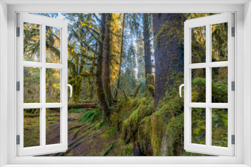 Fototapeta Naklejka Na Ścianę Okno 3D - Amazing interlacing of the roots of large trees. Hoh Rain Forest is one of the largest temperate rainforests in the USA. Olympic National Park, Washington state, USA