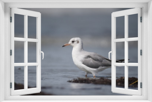 Fototapeta Naklejka Na Ścianę Okno 3D - Black-headed gull, Chroicocephalus ridibundus