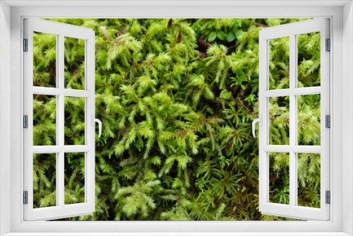 Fototapeta Naklejka Na Ścianę Okno 3D - Spring Greenery. Leafy tree moss with dew drops.