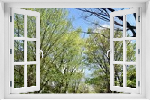 Fototapeta Naklejka Na Ścianę Okno 3D - 多摩の新緑