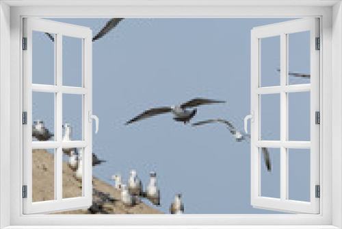 Fototapeta Naklejka Na Ścianę Okno 3D - Gull (Larus sp.)