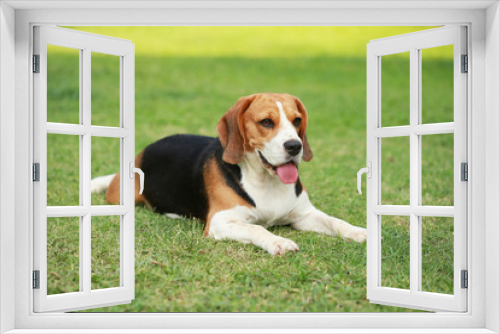 Fototapeta Naklejka Na Ścianę Okno 3D - Purebred beagle dog alone at home
