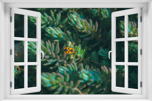 Fototapeta Naklejka Na Ścianę Okno 3D - Single firebug on background closeup macro