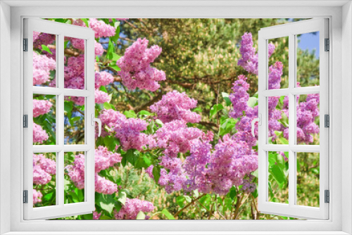 Fototapeta Naklejka Na Ścianę Okno 3D - Blooming varietal selection purple lilac (Syrínga). The Sort Of 