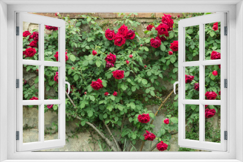 Fototapeta Naklejka Na Ścianę Okno 3D - roses wall
