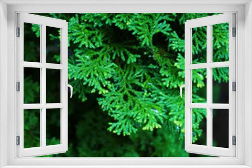 Fototapeta Naklejka Na Ścianę Okno 3D - Pretty Foliage & Colorful Blooms. Dynamic Close-up Photos.
