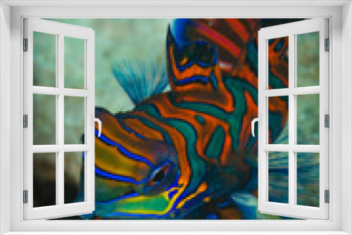Fototapeta Naklejka Na Ścianę Okno 3D - mandarin fish