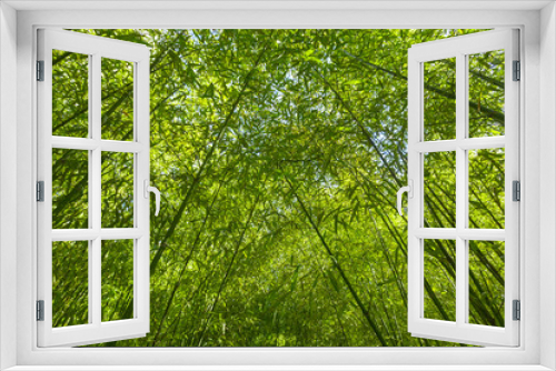 Fototapeta Naklejka Na Ścianę Okno 3D - Bamboo trees