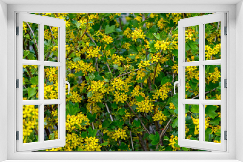 Fototapeta Naklejka Na Ścianę Okno 3D - Blossoming black currant