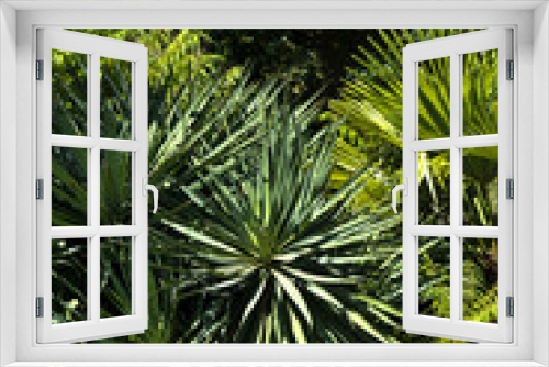 Fototapeta Naklejka Na Ścianę Okno 3D - Yucca plant