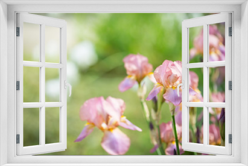 Fototapeta Naklejka Na Ścianę Okno 3D -  flowers of lilac iris