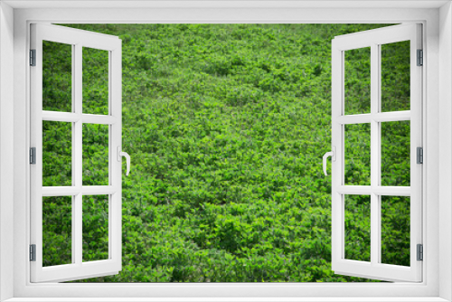 Fototapeta Naklejka Na Ścianę Okno 3D - Beautiful green grass texture from golf course