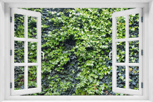 Fototapeta Naklejka Na Ścianę Okno 3D - A Ivy covered building