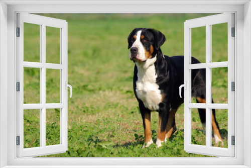 Fototapeta Naklejka Na Ścianę Okno 3D - Portrait of Swiss Mountain Dog