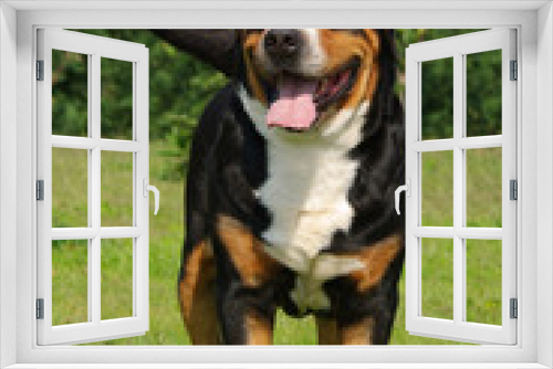 Fototapeta Naklejka Na Ścianę Okno 3D - Portrait of Swiss Mountain Dog