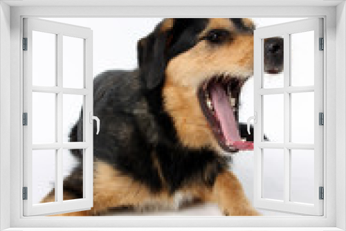 Fototapeta Naklejka Na Ścianę Okno 3D - Müder hund