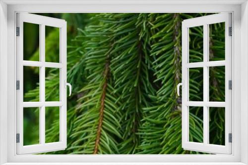 Fototapeta Naklejka Na Ścianę Okno 3D - Weeping Evergreen tree branches