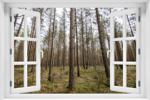 Fototapeta Naklejka Na Ścianę Okno 3D - trees against blue sky