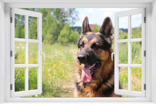 Fototapeta Naklejka Na Ścianę Okno 3D - German shepherd dog in sunny day