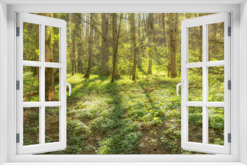 Fototapeta Naklejka Na Ścianę Okno 3D - idyllic forest scenery