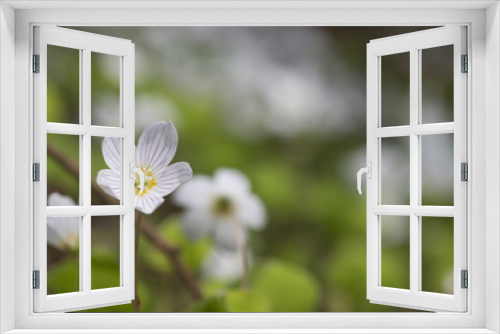 Fototapeta Naklejka Na Ścianę Okno 3D - Wood Sorrel (Oxalis acetosella) in flower in early spring.