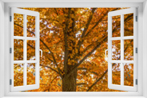 Fototapeta Naklejka Na Ścianę Okno 3D - Fall tree