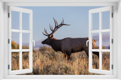 Fototapeta Naklejka Na Ścianę Okno 3D - Bull Elk in the Fall Rut