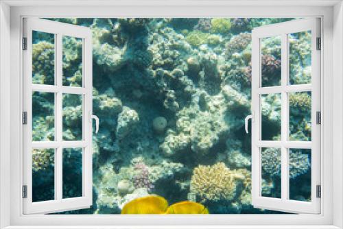Fototapeta Naklejka Na Ścianę Okno 3D - beautiful and diverse  coral reef and fish of the red sea