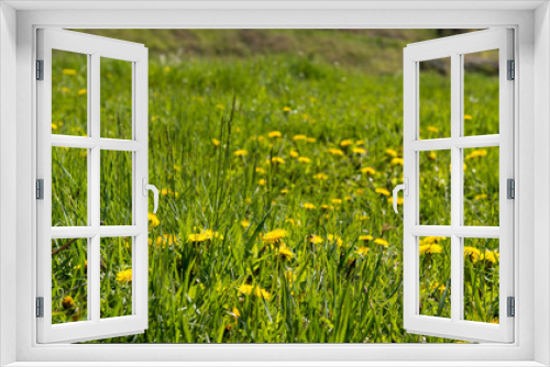 Fototapeta Naklejka Na Ścianę Okno 3D - Dandelion flower