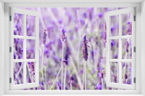 Fototapeta Naklejka Na Ścianę Okno 3D - Sunset over a violet lavender field in Provence,Hokkaido