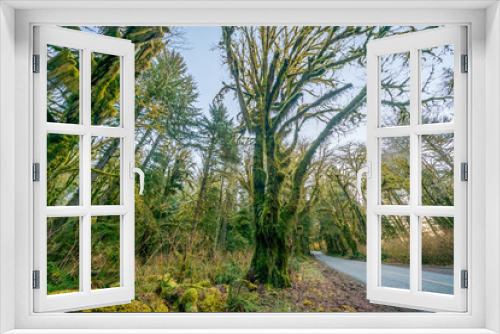 Fototapeta Naklejka Na Ścianę Okno 3D - The road through rainforest with lots of trees covered with moss. Hoh Rain Forest, Olympic National Park, Washington state, USA