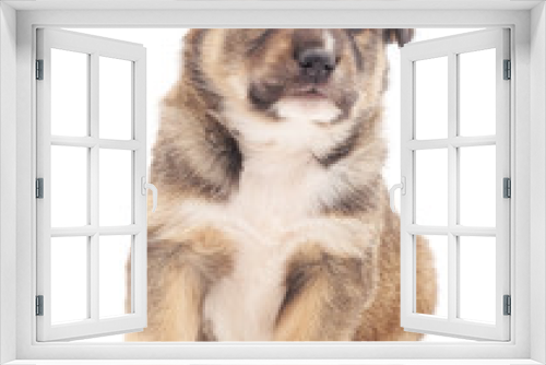 Fototapeta Naklejka Na Ścianę Okno 3D - Little puppy.