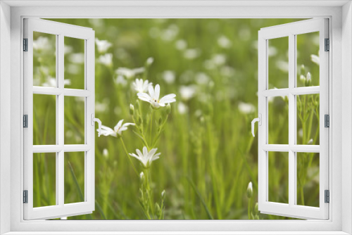 Fototapeta Naklejka Na Ścianę Okno 3D - white flowers growing wild