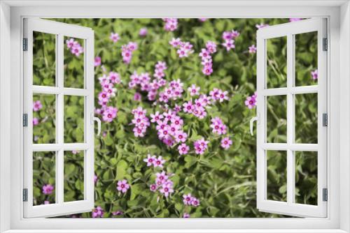 Fototapeta Naklejka Na Ścianę Okno 3D - Grass flower