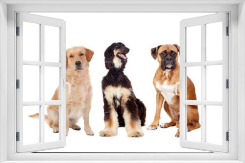Fototapeta Naklejka Na Ścianę Okno 3D - Three differents big dogs sitting