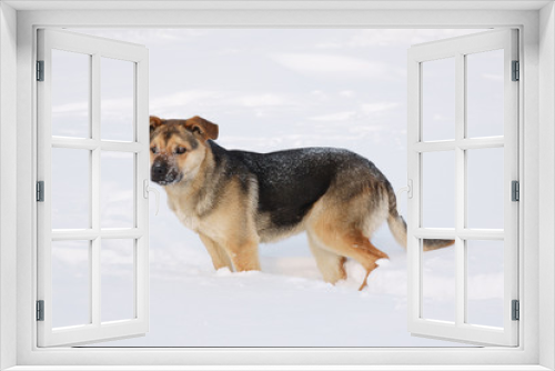 Fototapeta Naklejka Na Ścianę Okno 3D - Dog in winter on snow background.