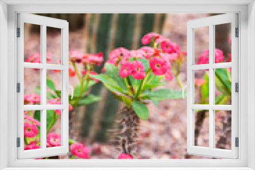 Fototapeta Naklejka Na Ścianę Okno 3D - Pink small cactus flowers