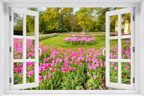 Fototapeta Naklejka Na Ścianę Okno 3D - Spring tulips in the UK