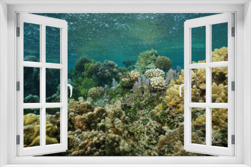 Fototapeta Naklejka Na Ścianę Okno 3D - Shallow coral reef underwater with rain falling on the water surface, south Pacific ocean, French Polynesia, Lagoon of Bora Bora