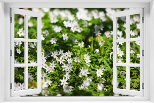 Fototapeta Naklejka Na Ścianę Okno 3D - The wildflowers close up
